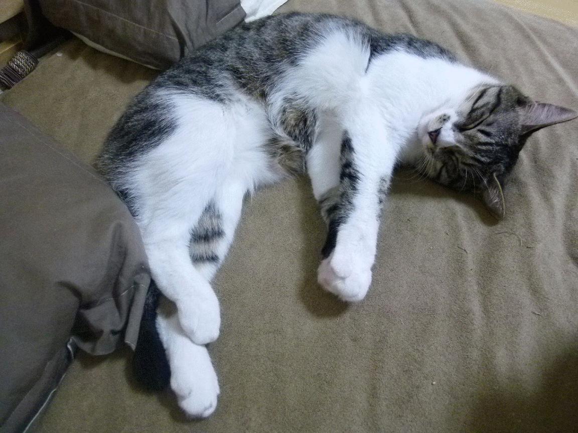 篮球专项体能训练恢复技术应用研究，篮球运动专项体能训练的研究