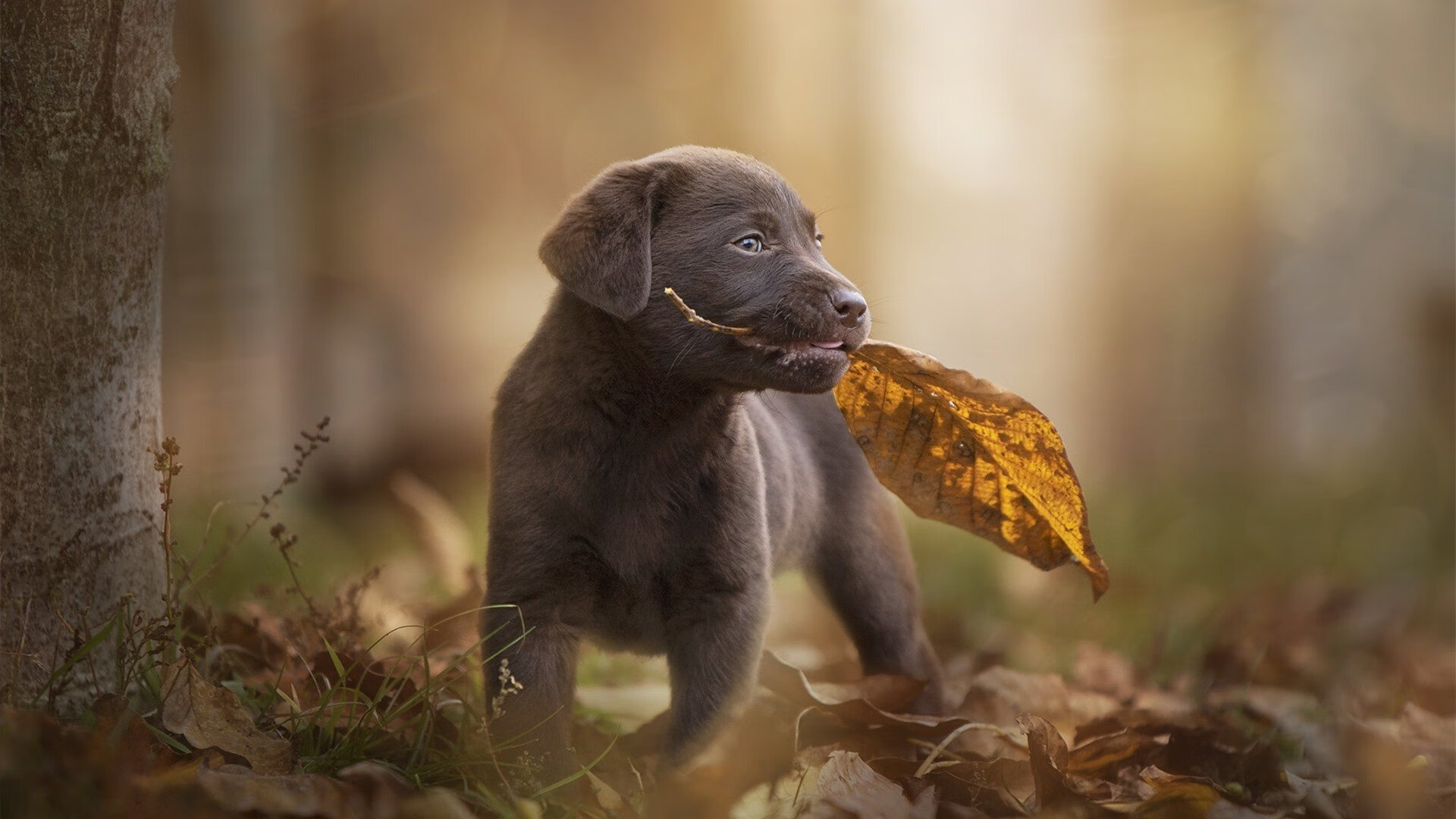 篮球运动员专项技能动作优化分析，篮球运动员专项训练