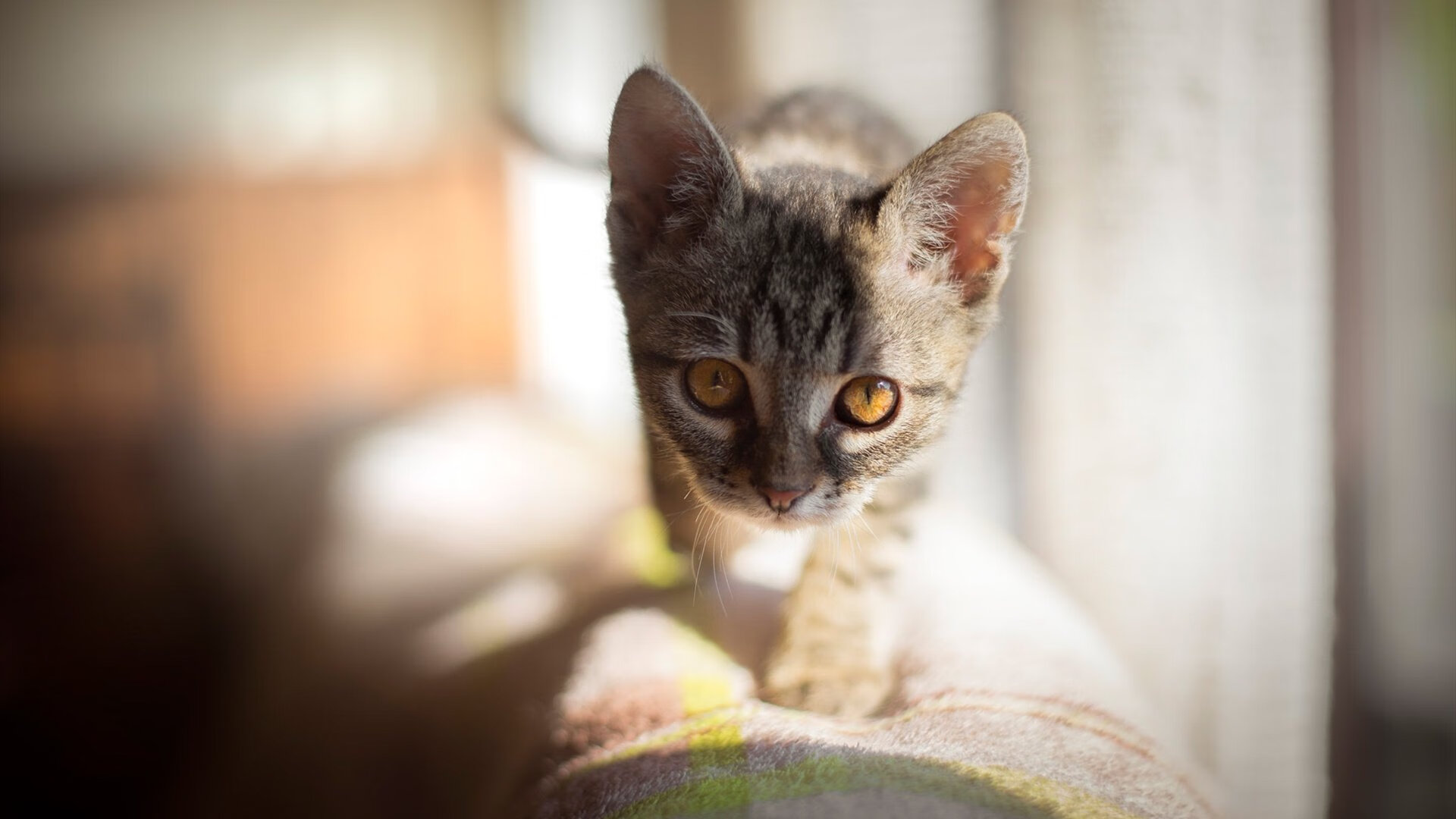 青少年运动习惯培养的家庭影响研究,青少年运动营养的重要性