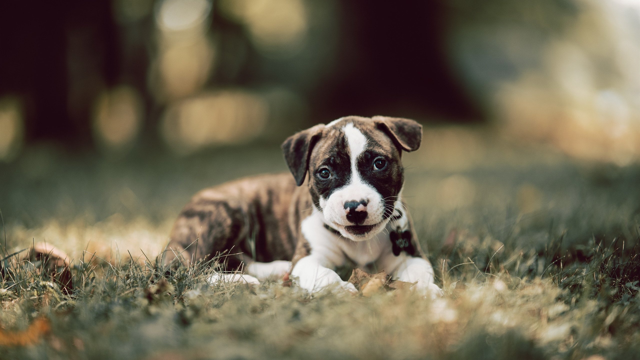 中国三人篮球男队加强高位策应意识，中国三人篮球队员名单