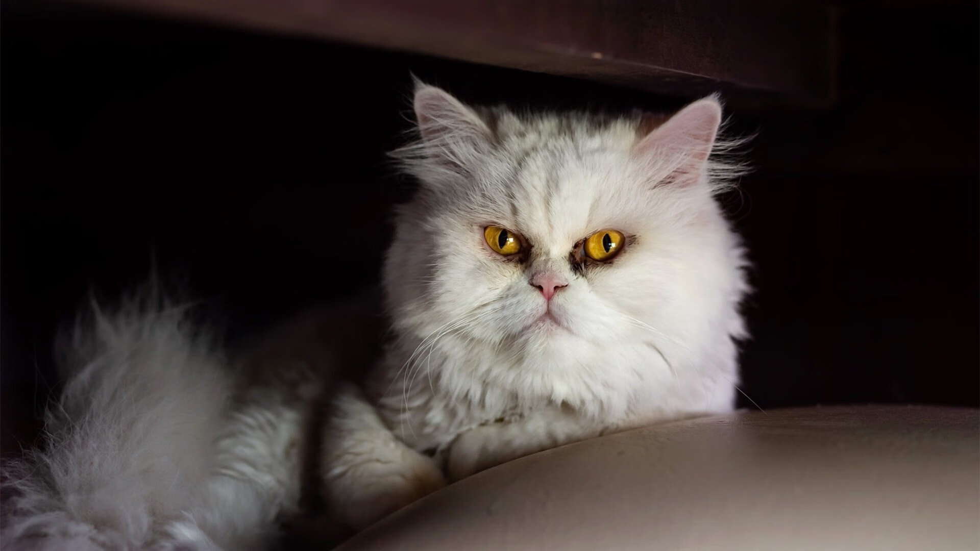 中国女足迎战世界杯预选赛 跌宕剧情引热议,中国女足世预赛战绩