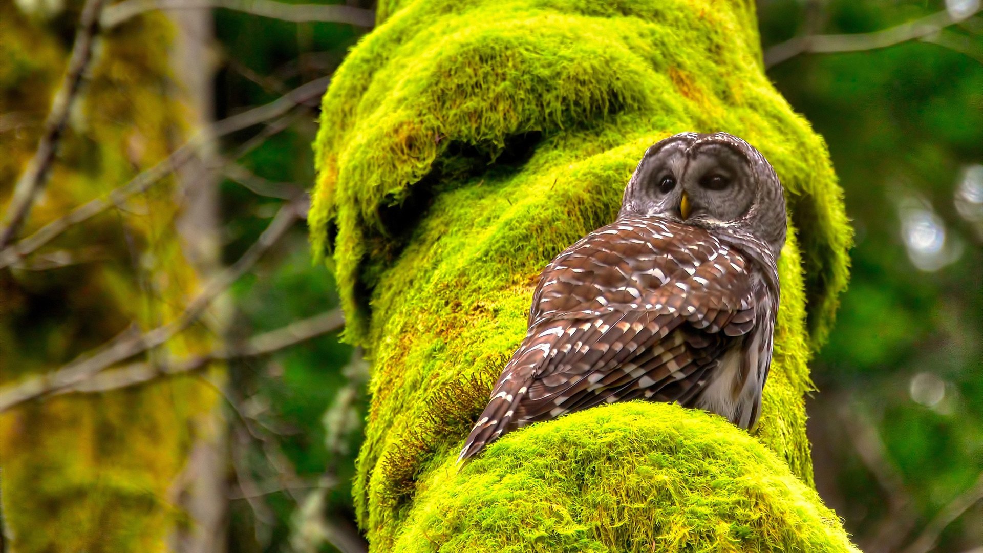 切尔西锋线调整增强禁区威胁，切尔西强在哪