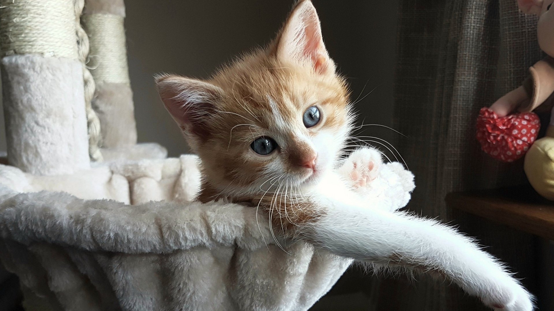 加拿大队赛制透视:团体赛中的人员分配与战术执行,加拿大队首发