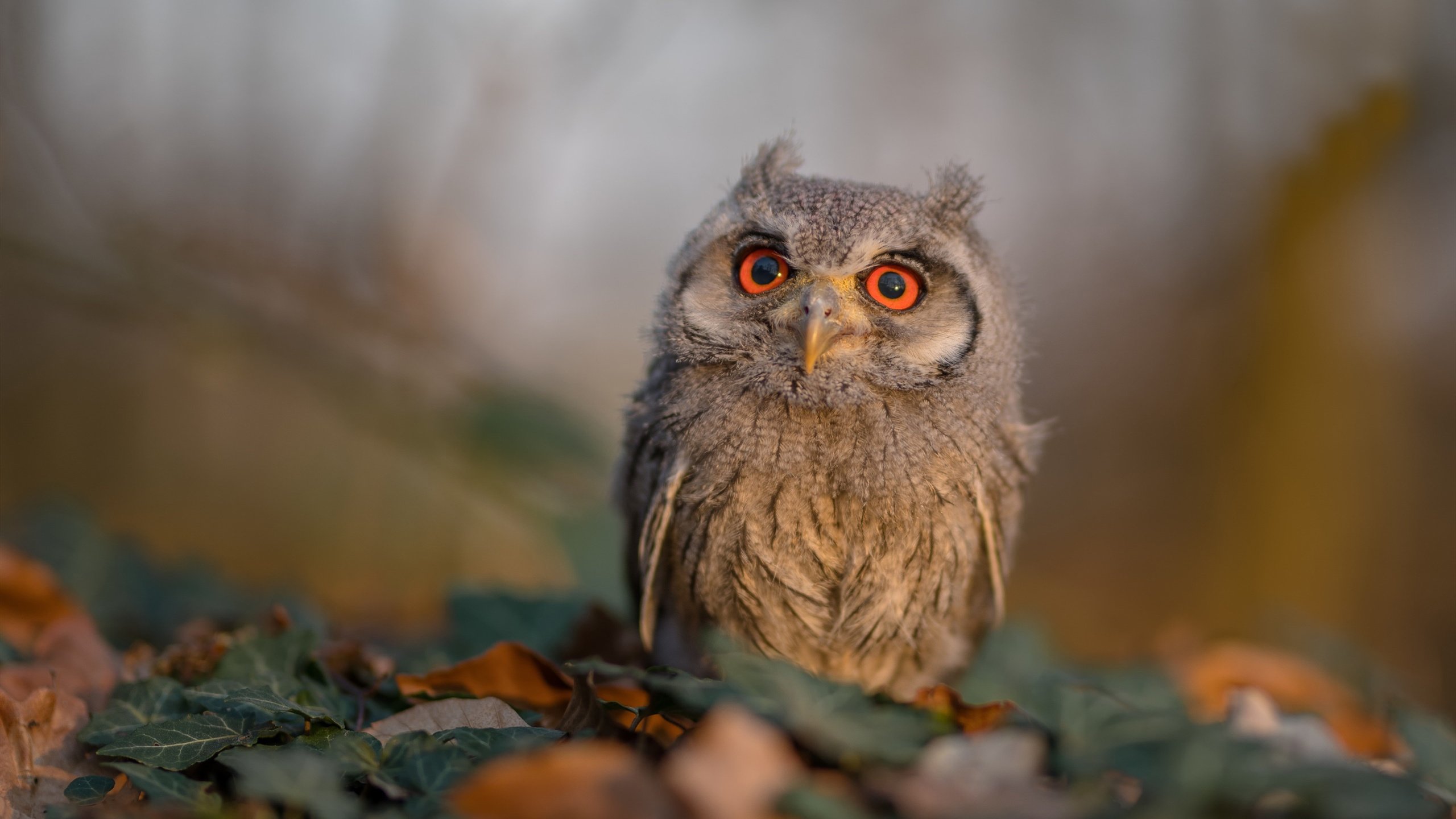 爱游戏入口-国际乒联混合团体世界杯：澳大利亚队如何利用团体优势提高表现